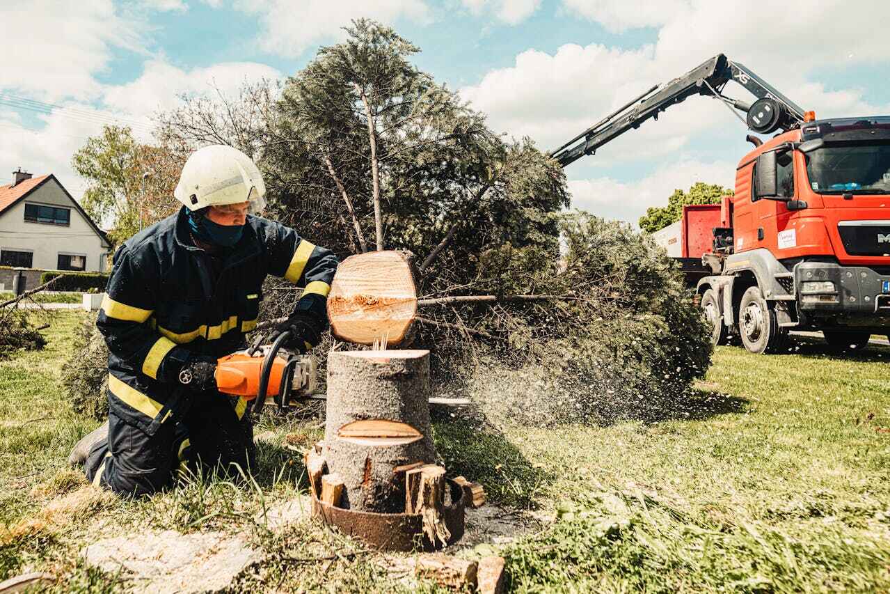 Professional Tree Service in Commerce, TX